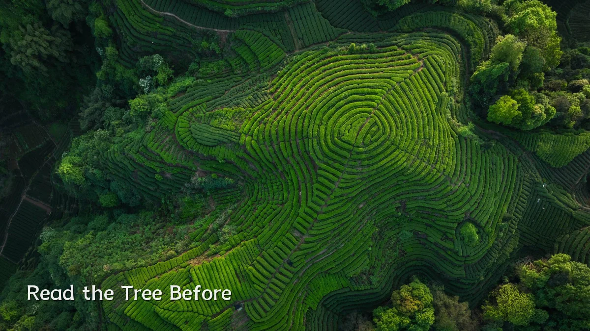 Read the Tree Before