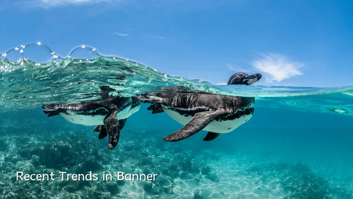 Recent Trends in Banner