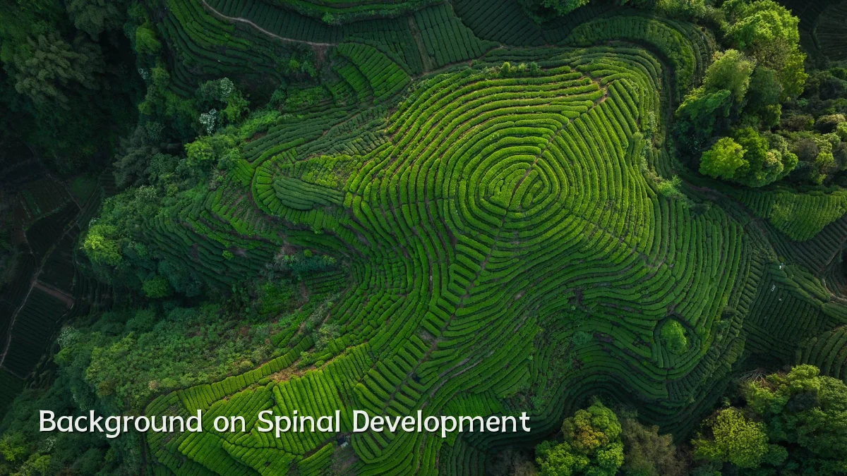 Background on Spinal Development