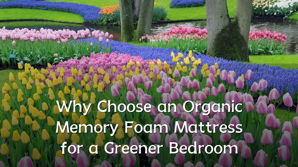 Why Choose an Organic Memory Foam Mattress for a Greener Bedroom