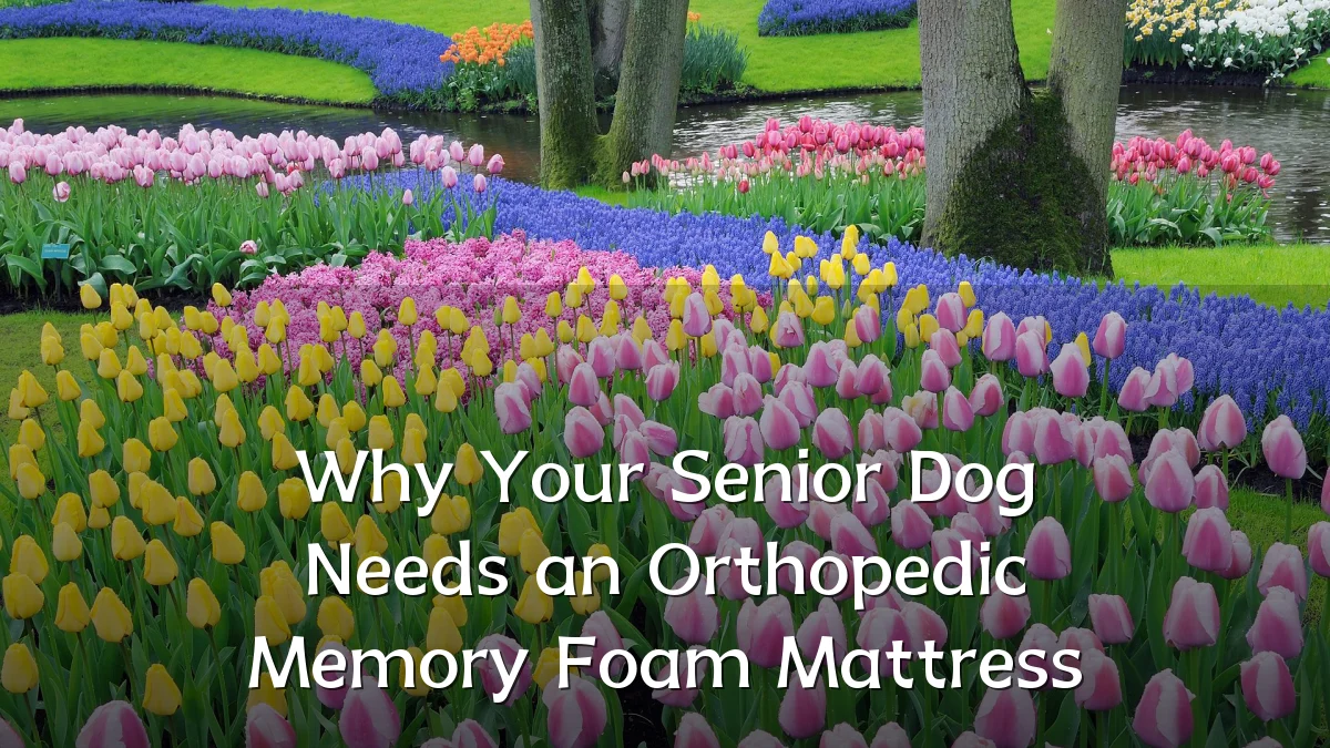 Why Your Senior Dog Needs an Orthopedic Memory Foam Mattress