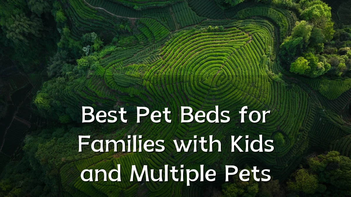 Best Pet Beds for Families with Kids and Multiple Pets