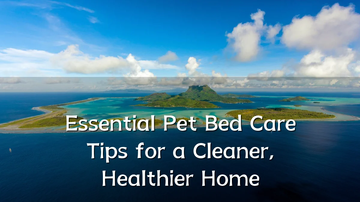 Essential Pet Bed Care Tips for a Cleaner, Healthier Home