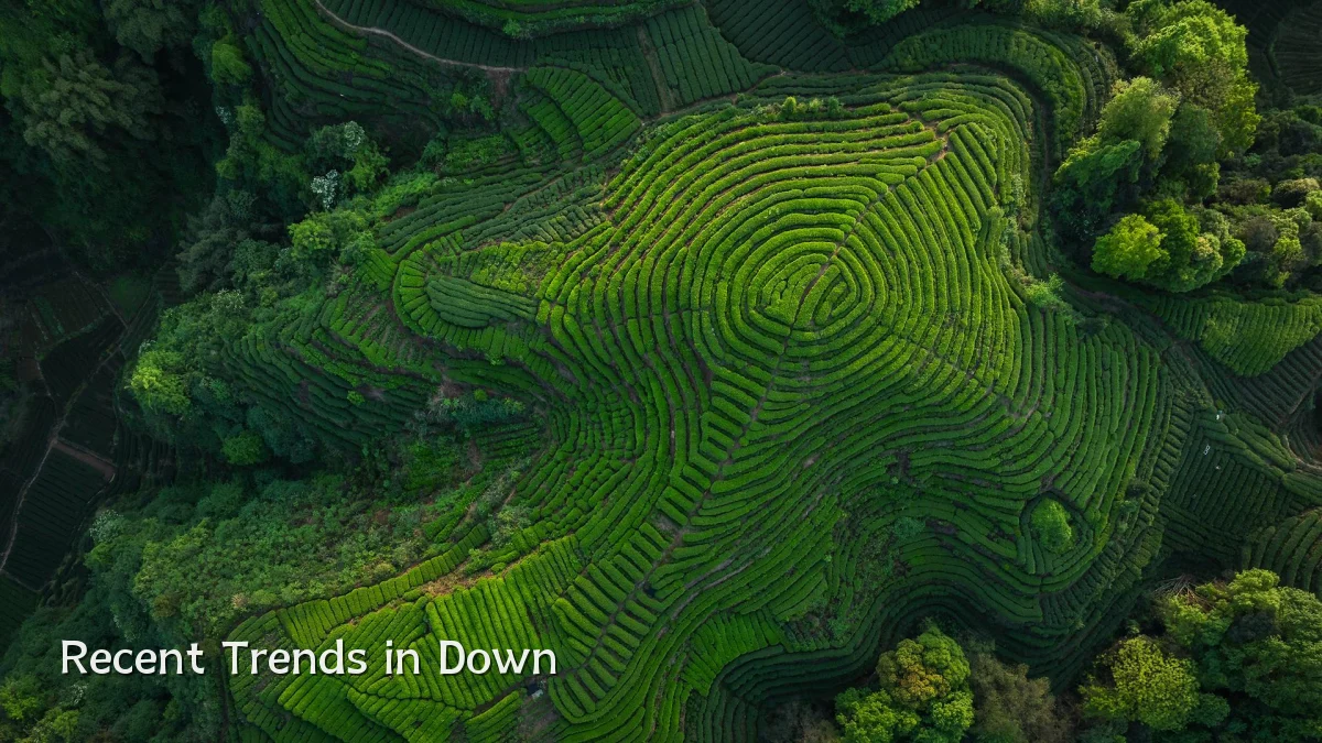 Recent Trends in Down