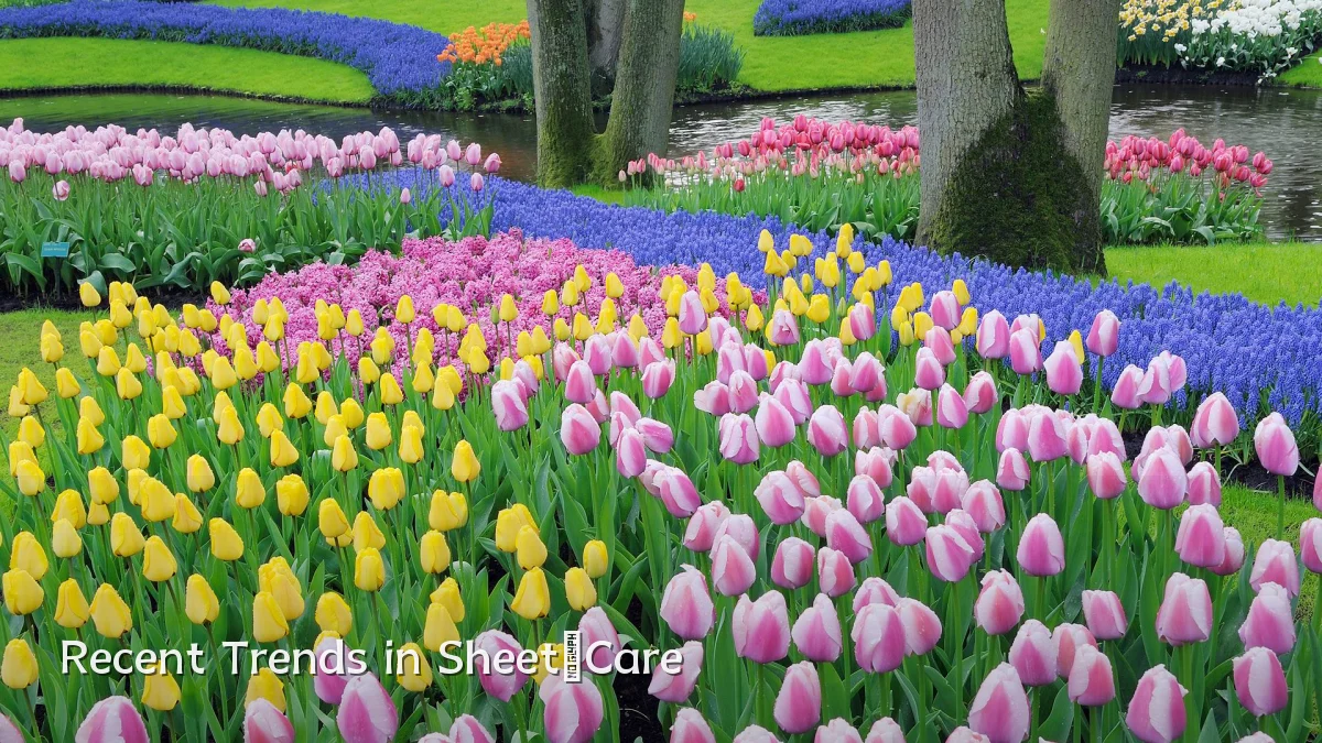 Recent Trends in Sheet‑Care