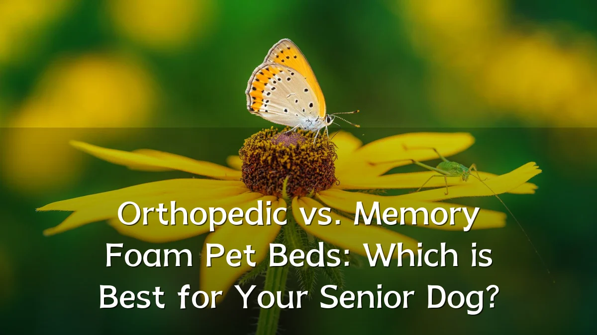 Orthopedic vs. Memory Foam Pet Beds: Which is Best for Your Senior Dog?