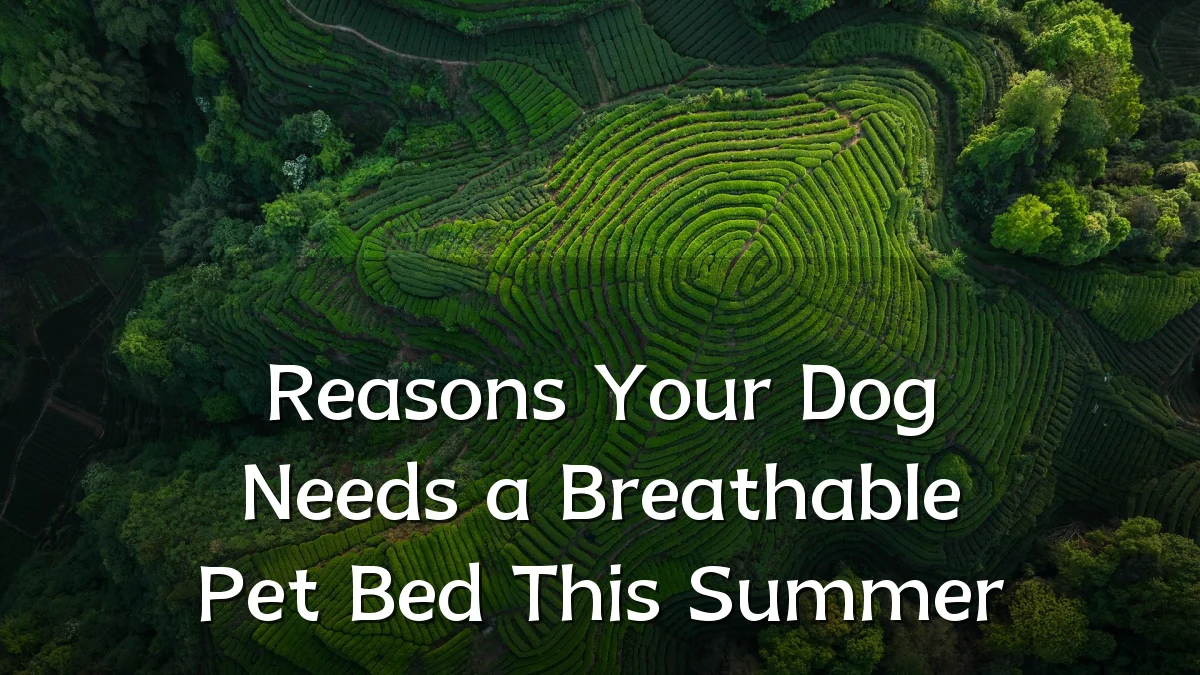 Reasons Your Dog Needs a Breathable Pet Bed This Summer
