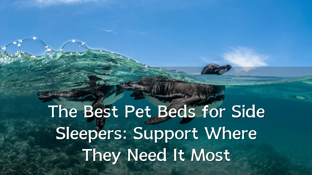 The Best Pet Beds for Side Sleepers: Support Where They Need It Most