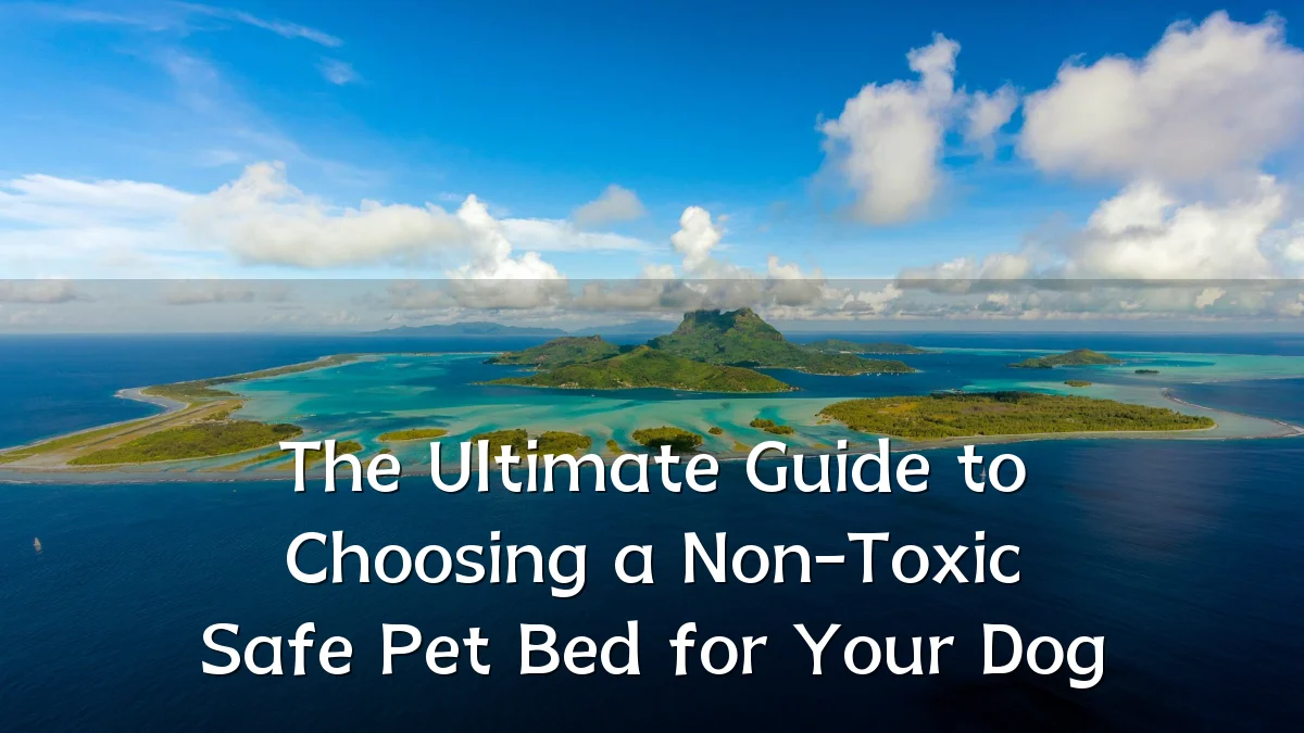 The Ultimate Guide to Choosing a Non-Toxic Safe Pet Bed for Your Dog