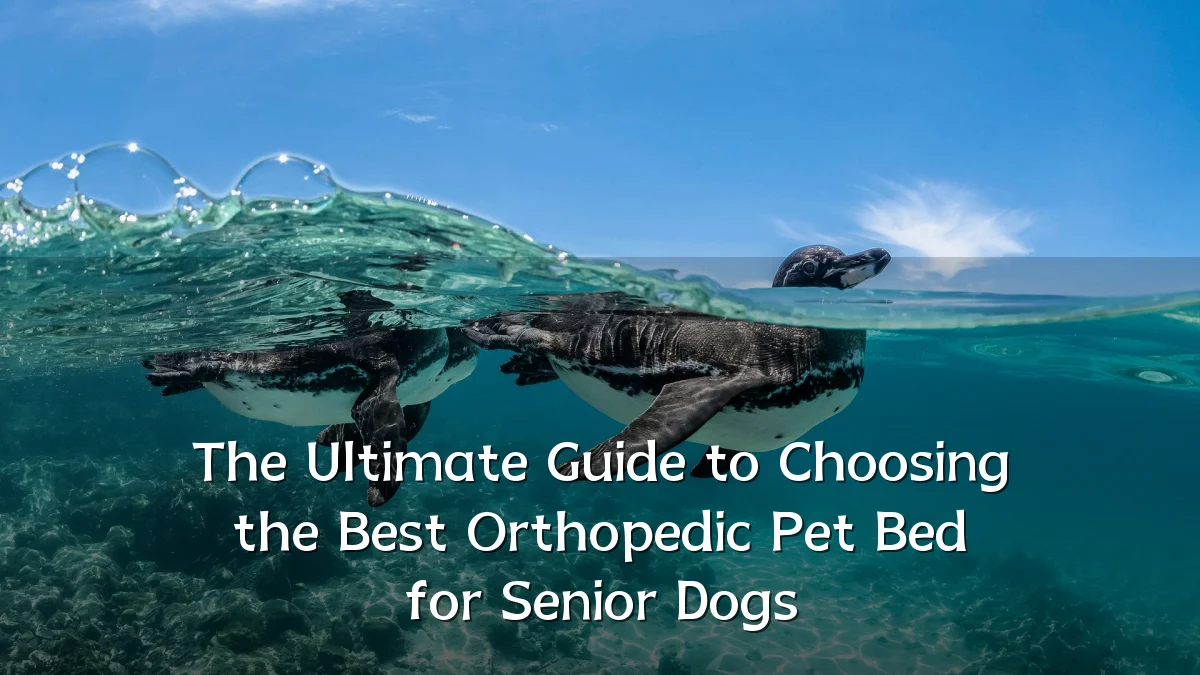 The Ultimate Guide to Choosing the Best Orthopedic Pet Bed for Senior Dogs