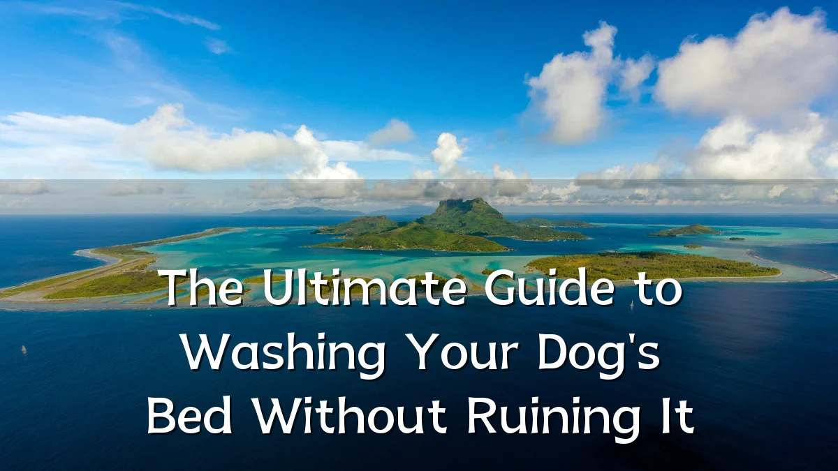 The Ultimate Guide to Washing Your Dog's Bed Without Ruining It