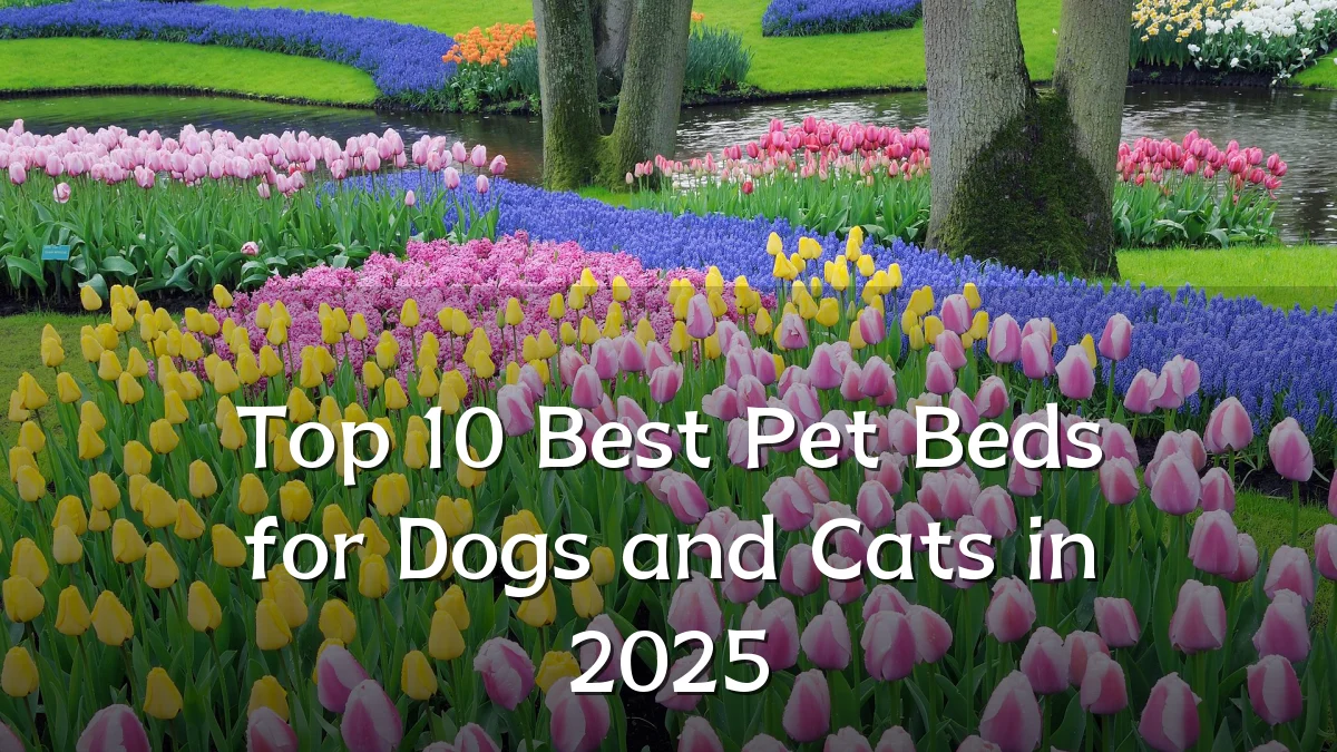 Top 10 Best Pet Beds for Dogs and Cats in 2025