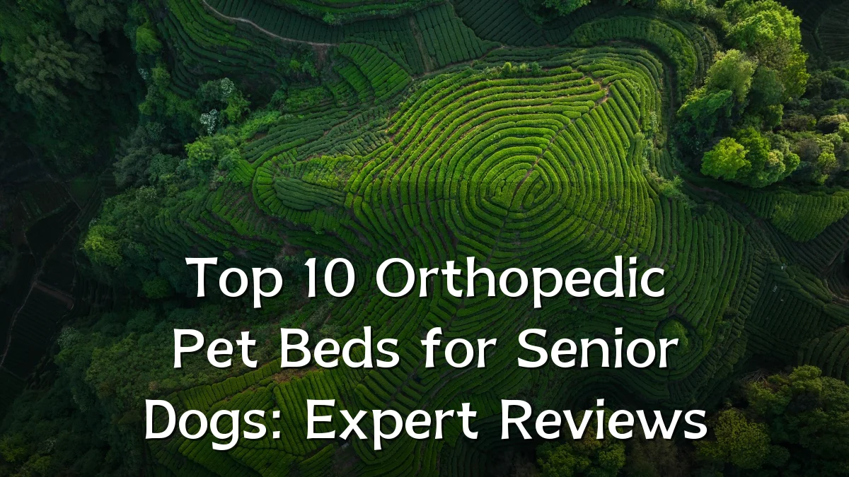Top 10 Orthopedic Pet Beds for Senior Dogs: Expert Reviews