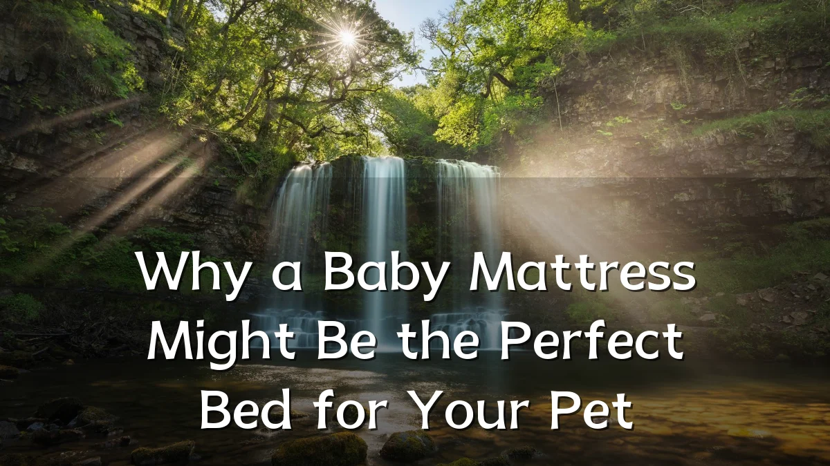 Why a Baby Mattress Might Be the Perfect Bed for Your Pet