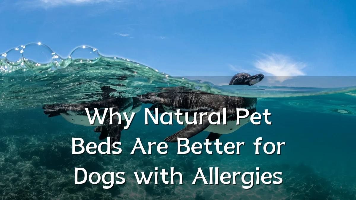 Why Natural Pet Beds Are Better for Dogs with Allergies
