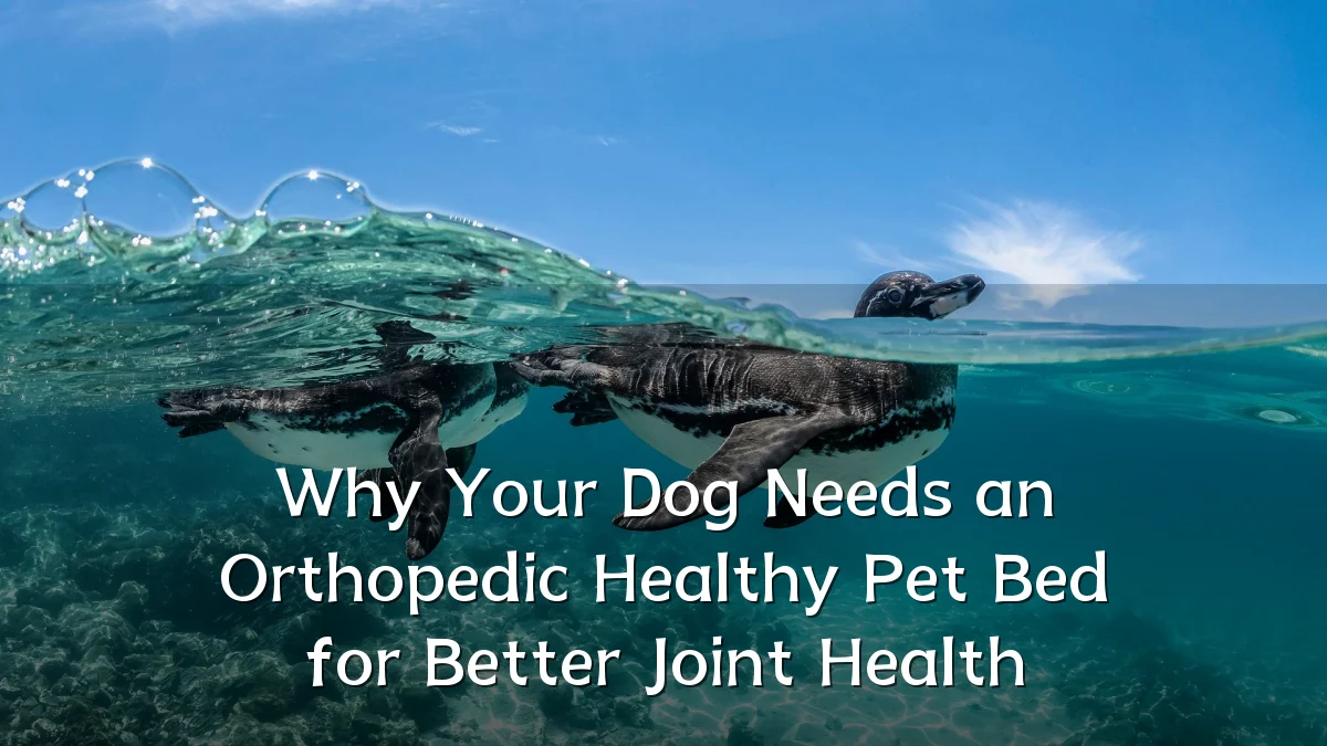 Why Your Dog Needs an Orthopedic Healthy Pet Bed for Better Joint Health