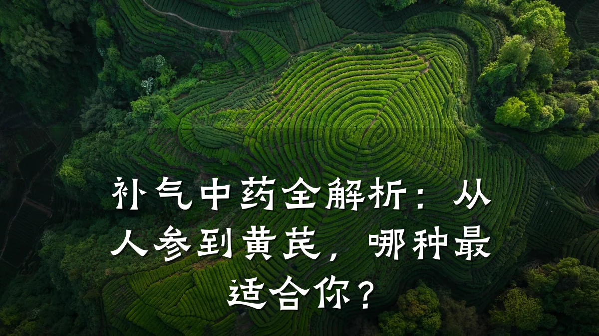 补气中药全解析:从人参到黄芪,哪种最适合你?